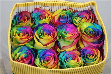 <h4>Rosa GR  ...colored  H%</h4>