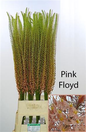 Eremurus Pink Floyd 140cm