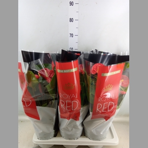 Anthurium andr. 'Madural'