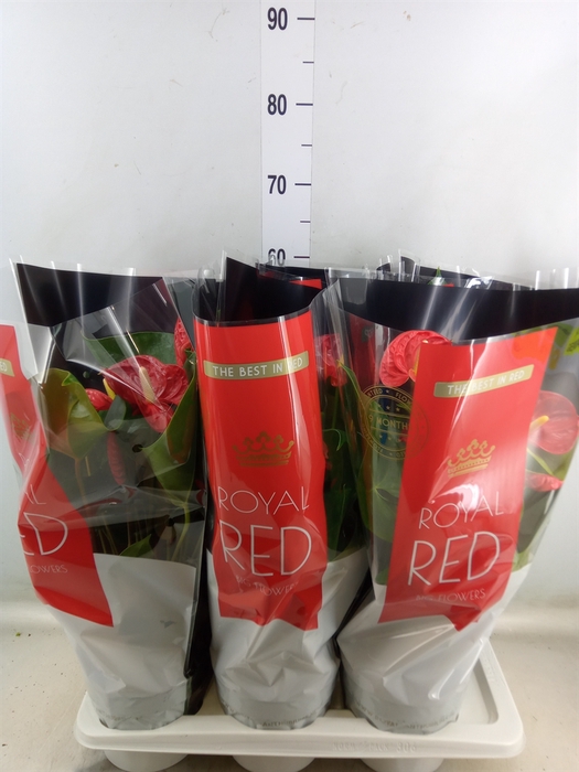 <h4>Anthurium andr. 'Madural'</h4>