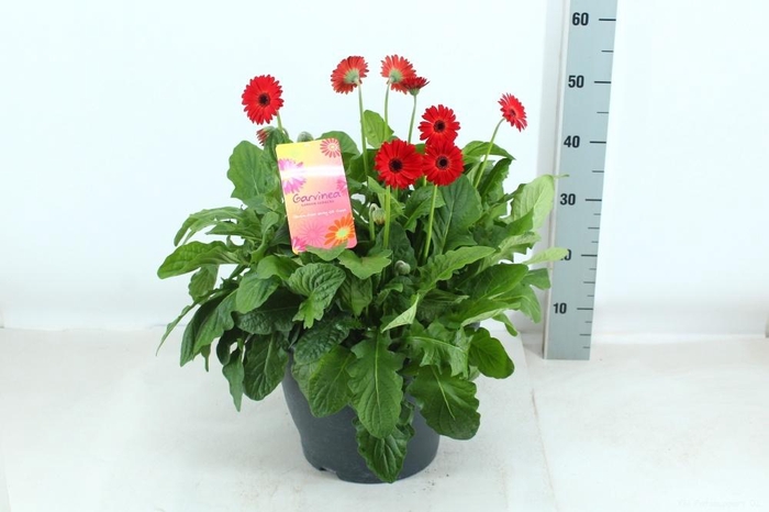 <h4>GERB GARVIN GEM</h4>