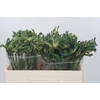 Anigozanthos Overig