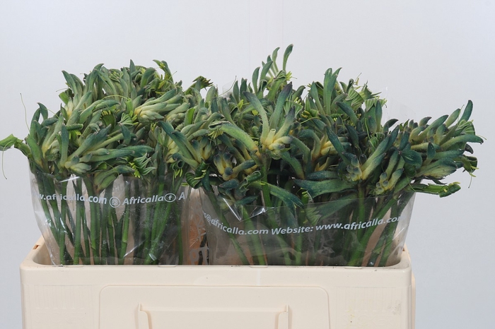 Anigozanthos Overig