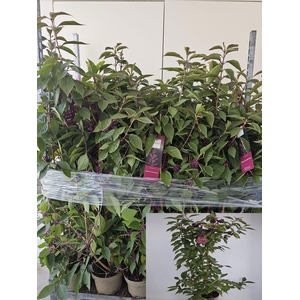 CALLIC BO PROFUSION