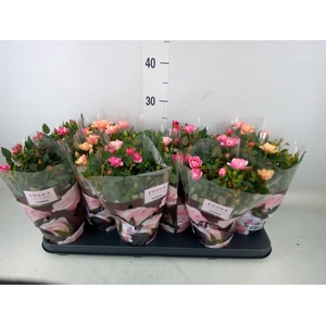 Rosa  'Victory'   ...mix