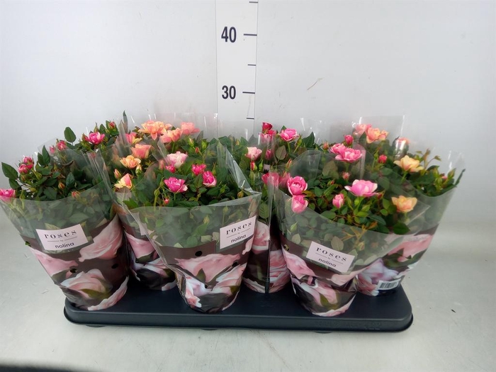 <h4>Rosa  'Victory'   ...mix</h4>