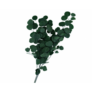 Dried Bleached Eucalyptus Populus Dark Green