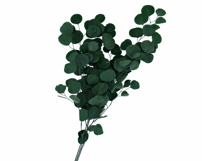 <h4>Dried Bleached Eucalyptus Populus Dark Green</h4>