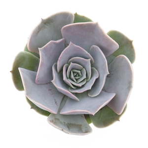 Echeveria  'Pollux'