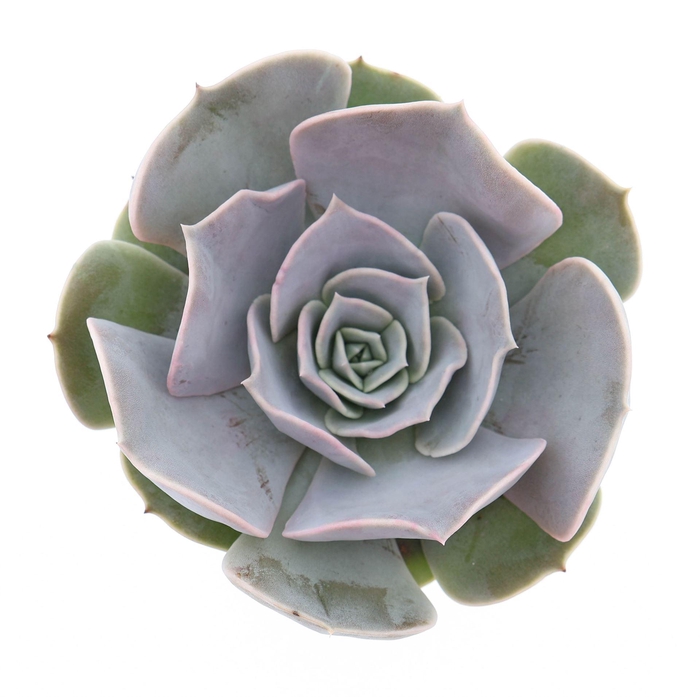 <h4>Echeveria 'Pollux'</h4>