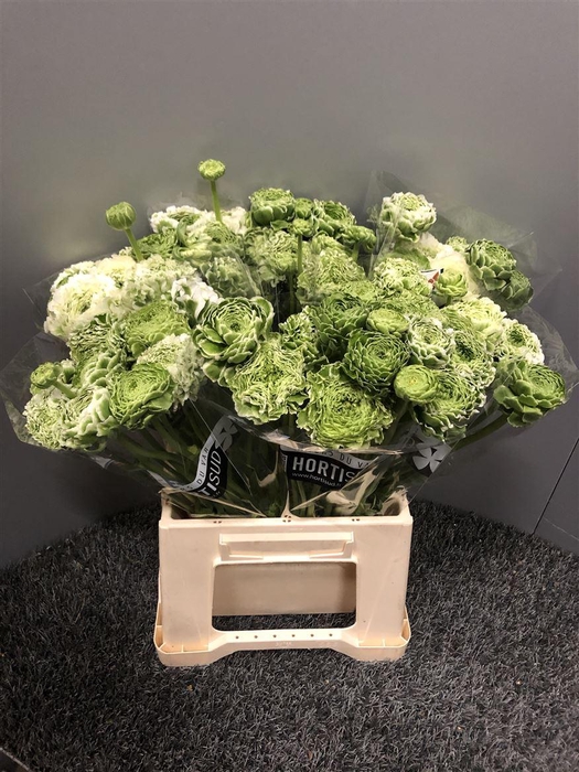 <h4>Ran Pon Pon Igloo</h4>