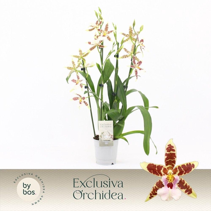 <h4>Cambria, White Renaissance 4-spike 'Exclusiva Orchidea'</h4>