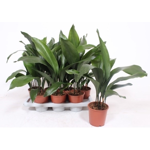 Aspidistra elatior