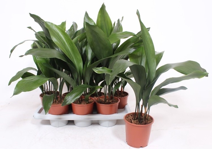 Aspidistra elatior