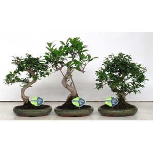Bonsai mix, indoor, 24cm., shape, without drip tray