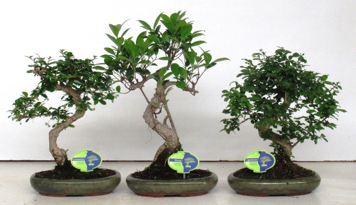 <h4>Bonsai mix, indoor, 24cm., shape, without drip tray</h4>