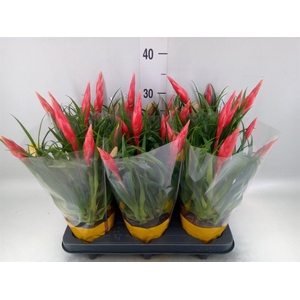 Vriesea  'Astrid'