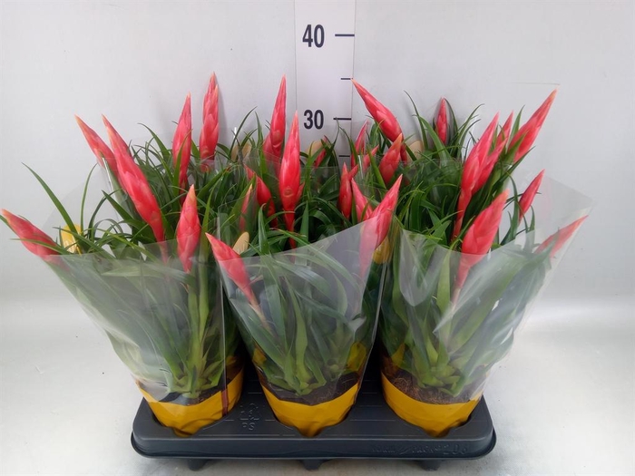 <h4>Vriesea  'Astrid'</h4>