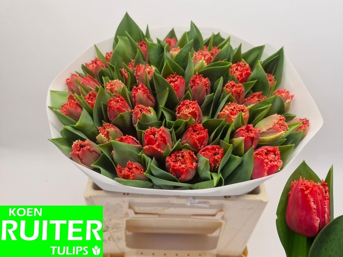 <h4>TU FR BENDIGO</h4>