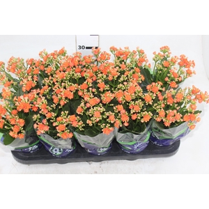 KALANCHOE DOBRADO P11 LARANJA