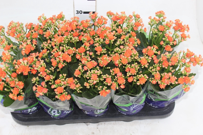 <h4>KALANCHOE DOBRADO P11 LARANJA</h4>
