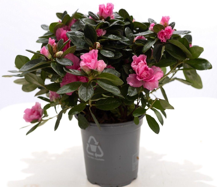 <h4>1st class Azalea pink P&PURE Collection</h4>