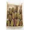 PINE CONE BIG