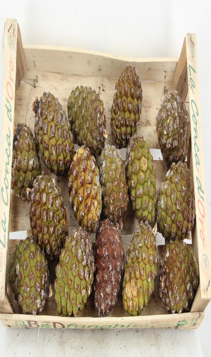 PINE CONE BIG
