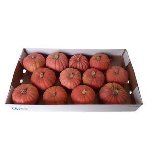 Cucurbita pepo