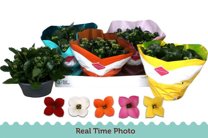 <h4>KAL EN GEM 5 KL</h4>