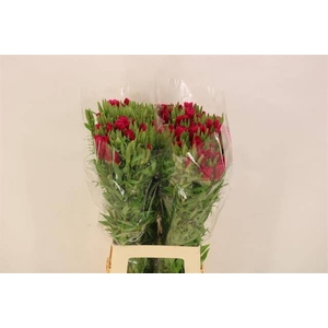 CLARKIA AM GR RED