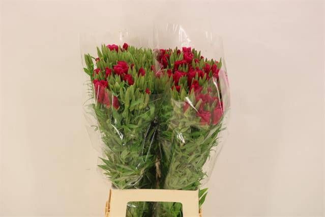CLARKIA AM GR RED