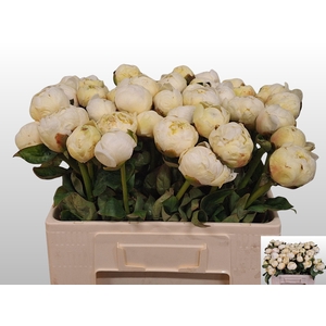 PAEO L BRIDAL SHOWER