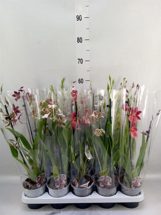 <h4>Cambria   ...mix</h4>