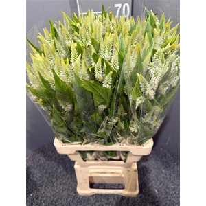 Celosia Celway White