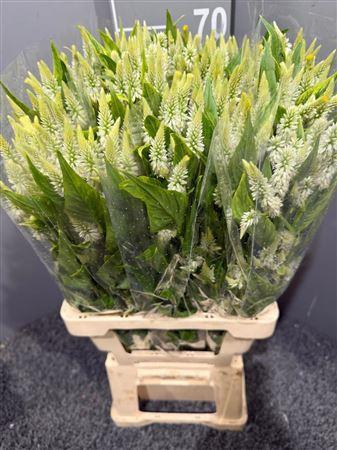 <h4>Celosia Celway White</h4>