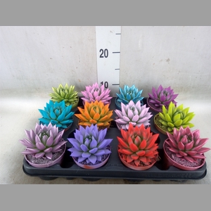 Echeveria  'Miranda'