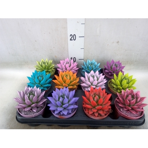 Echeveria  'Miranda'