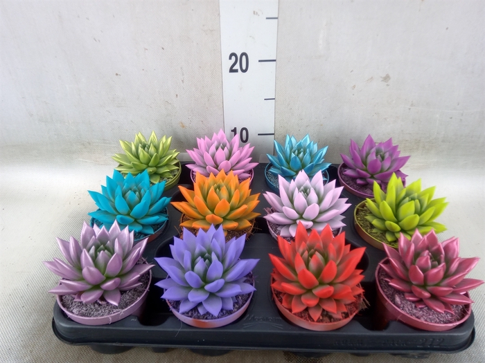 <h4>Echeveria  'Miranda'</h4>
