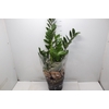ZAMIOCULCAS P24