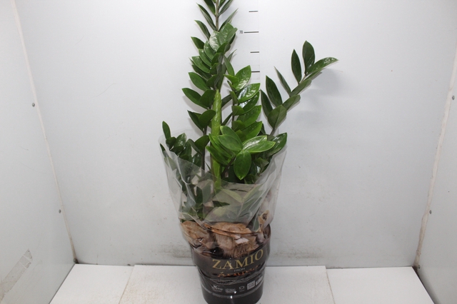 ZAMIOCULCAS P24