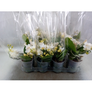 Phalaenopsis multi. 'Ant Nazare'