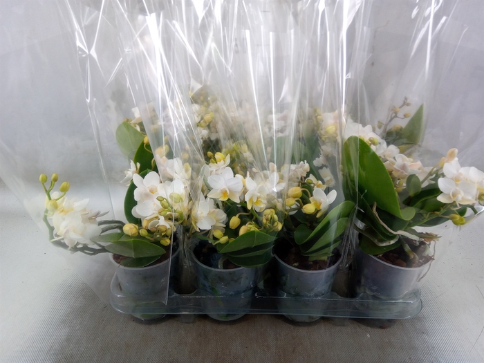 <h4>Phalaenopsis multi. 'Ant Nazare'</h4>