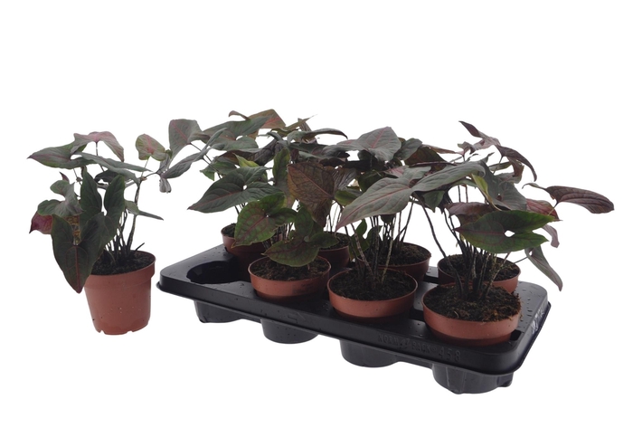 <h4>CYRTO JOHNSTONII</h4>