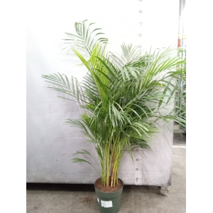 Dypsis lutescens   ...Chrysalidoca