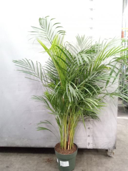 <h4>Dypsis lutescens   ...Chrysalidoca</h4>