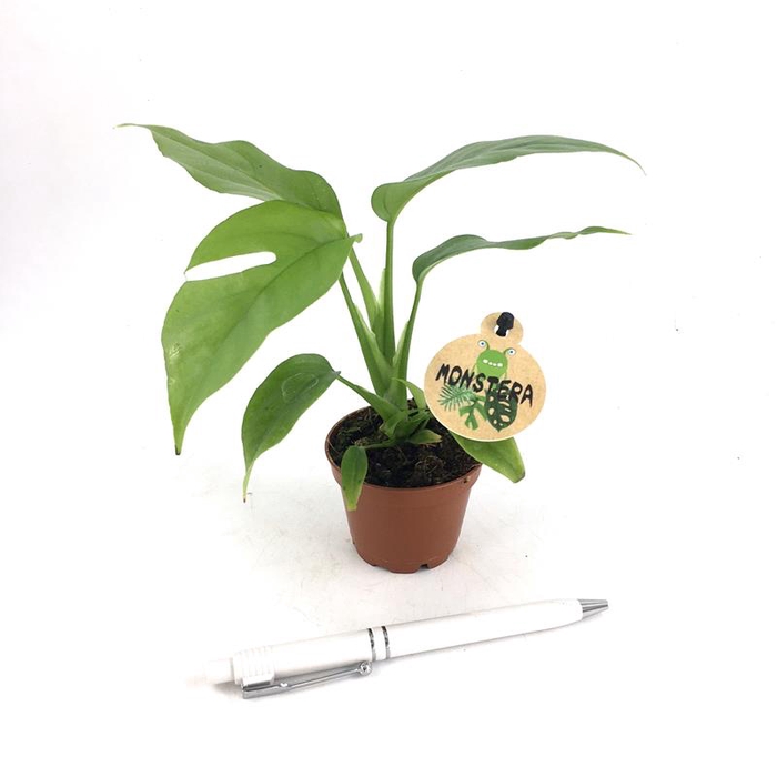 <h4>MONSTERA MINIMA P6</h4>