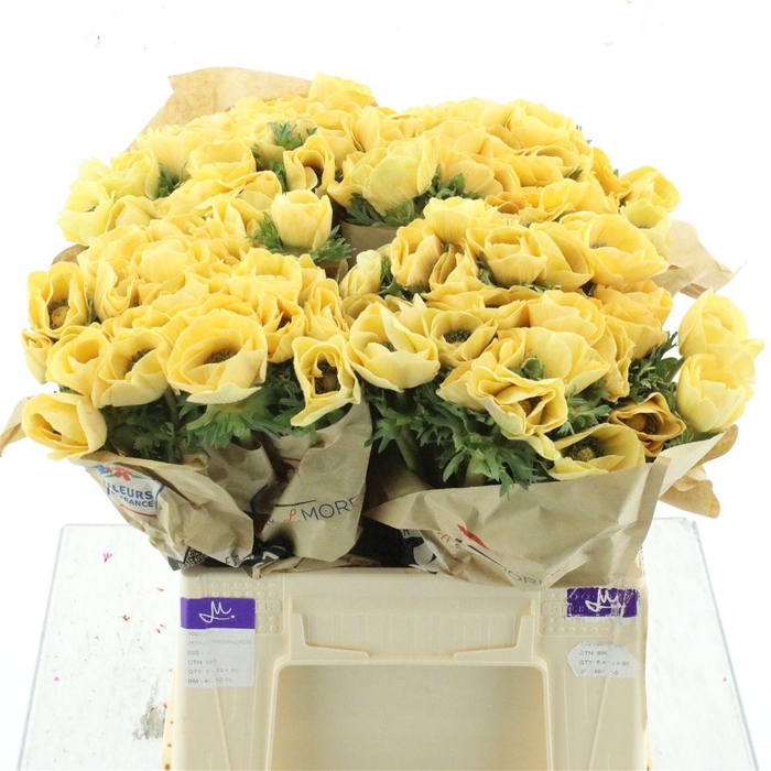 <h4>Anemone Powder Peach</h4>