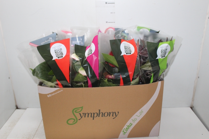 <h4>ANTHURIUM VARIADO P15</h4>