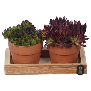 PTS7478 Arrangement Sempervivum in terracotta potje op hout plateau